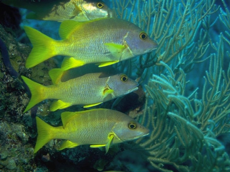 Tropical Reef Fish Visit Long Island Sound Middletown, CT Patch