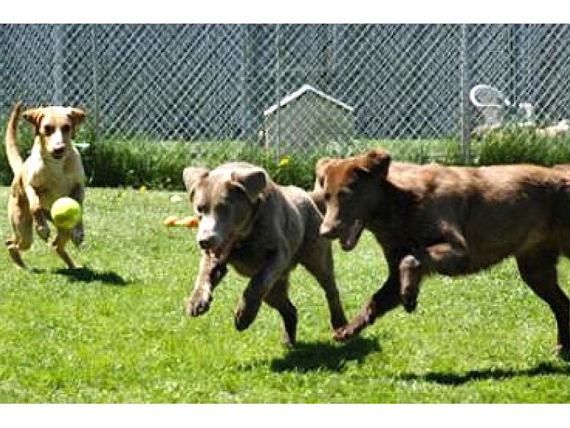 New Dallas Dog Park Set for Grand Opening Dallas, GA Patch