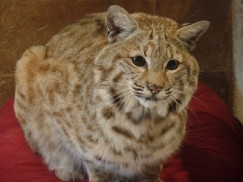 Rocky The Bobcat Formerly A Popcorn Park Zoo Resident In Lacey Rocky The Bobcat Formerly A Popcorn Park Zoo Resident In Lacey Now On Loose