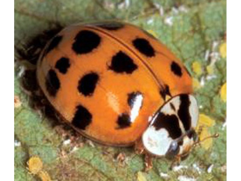 The Adorable Ladybug or the Asian Ladybeetle? | Muskego, WI Patch