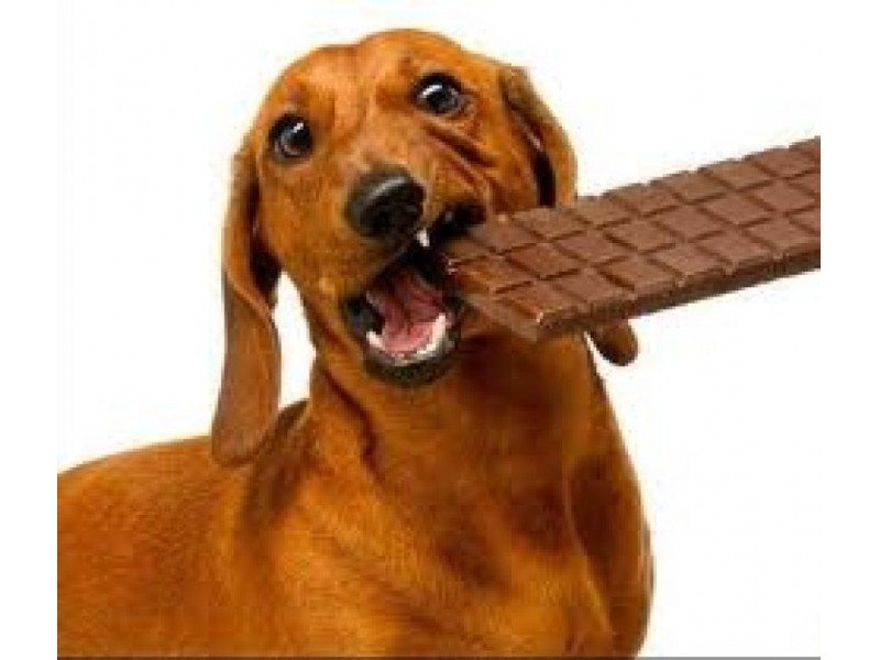 Chocolate Poisoning Dogs Related Keywords & Suggestions - Chocolate Poisoning Do