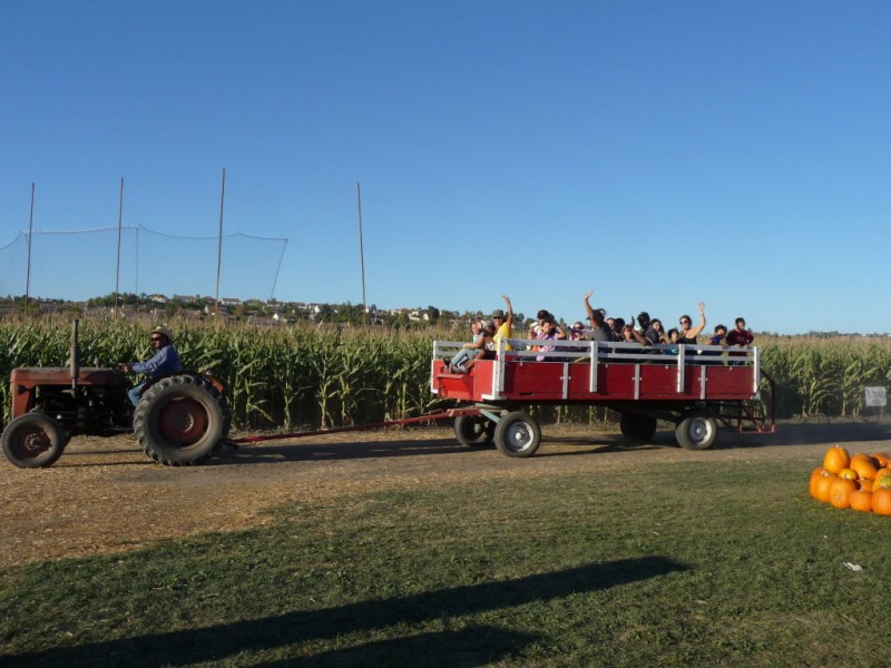 Annual Corn Maze, Pumpkin Patch & Harvest Festival | Temecula, CA Patch