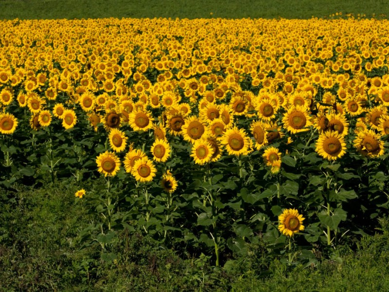 PHOTOS: Oregon Road Sunflower Field Will Brighten Any Day | North Fork ...