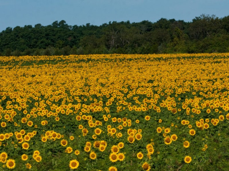 PHOTOS Oregon Road Sunflower Field Will Brighten Any Day North Fork, NY Patch