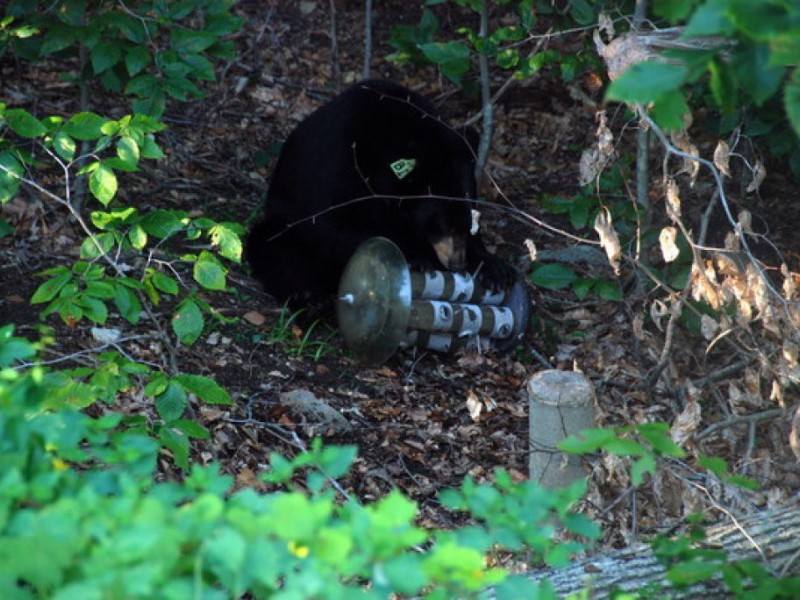Bear Visits Arcadia (Video) Monrovia, CA Patch