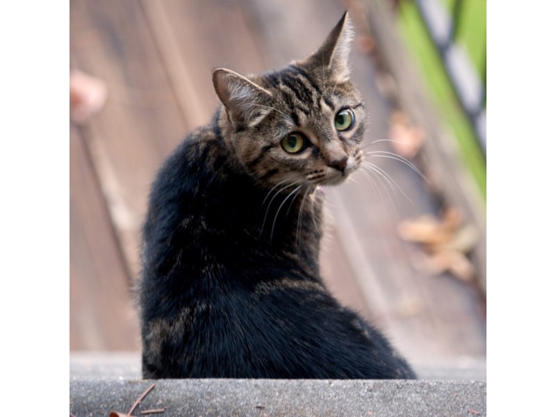 LETTER Local Cat, Maori is Back Home Campbell, CA Patch