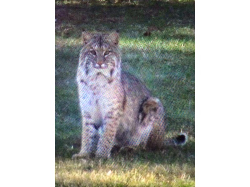 Bobcat Spotted in Natick | Framingham, MA Patch