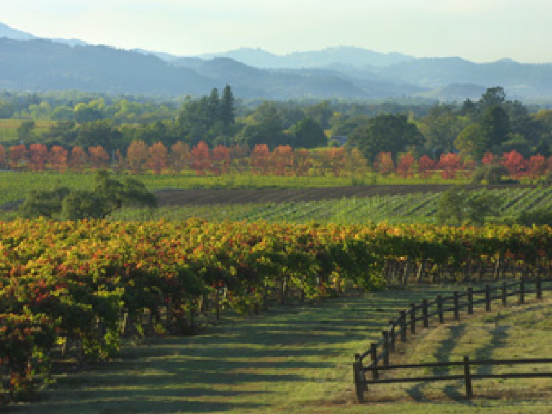 Olive Oil Winners Reflect Terroir of the Wine Country Healdsburg, CA