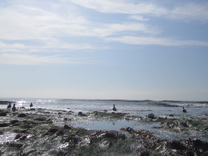 Take Advantage of Low Tides by Visiting the Tide Pools | Encinitas, CA