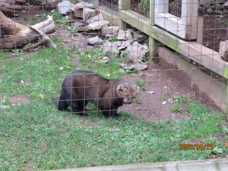 Fisher Cats in Orange: Have You Seen Them? | Orange, CT Patch