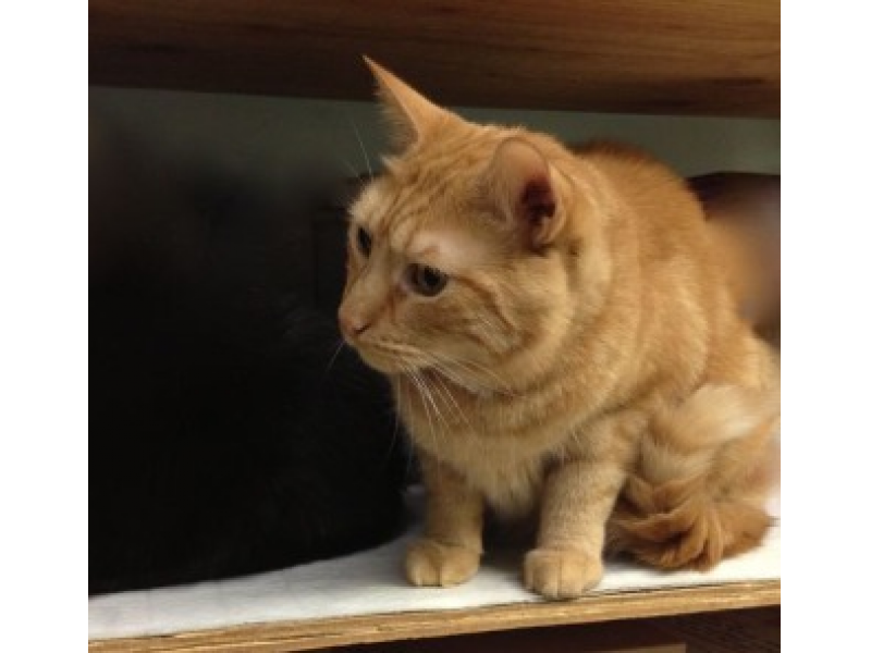 Can You Help These Older Cats Find a Home? Wilton, CT Patch