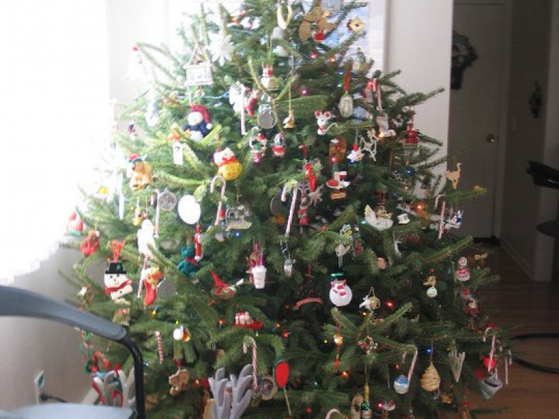 cut your own christmas trees in hartford county granby cut your own christmas trees in hartford county granby
