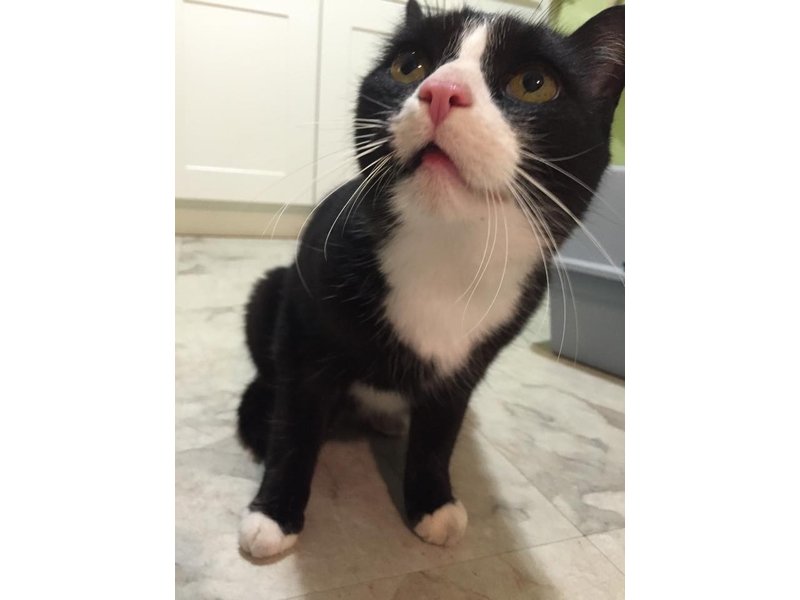 Black and White Cat Found Near Middlefield Church Durham, CT Patch