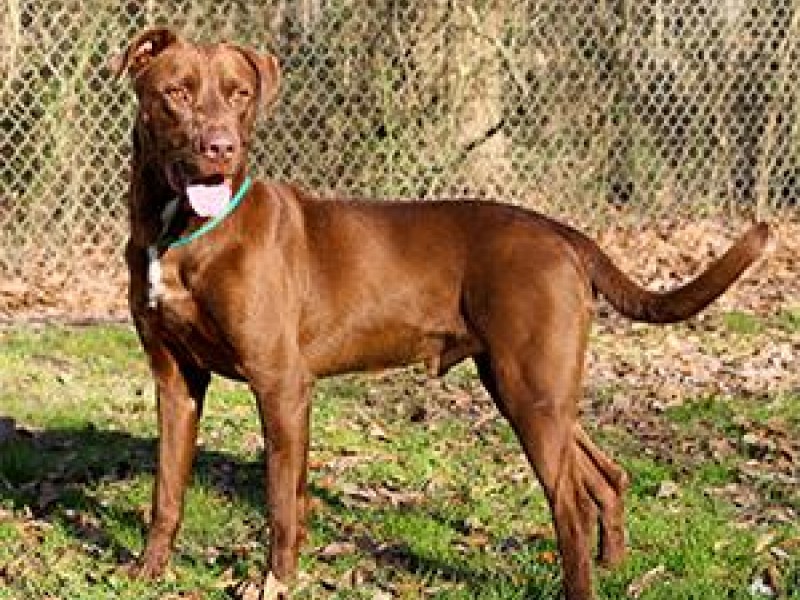 Rudy the Chocolate Labrador-Retriever Needs a Home | The Haddams, CT Patch