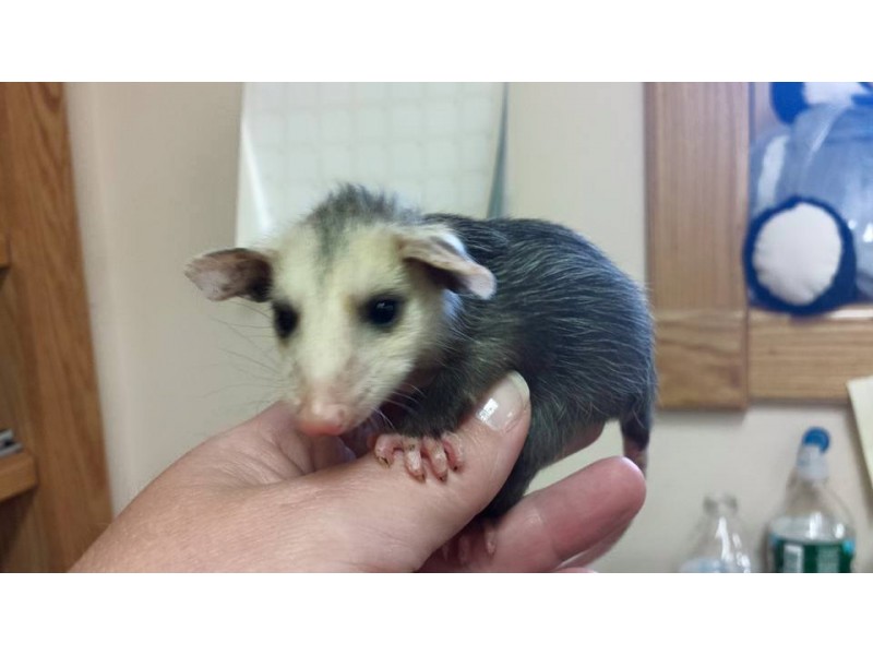 Baby Opossum Rescued From Injured Mother's Pouch New London, CT Patch