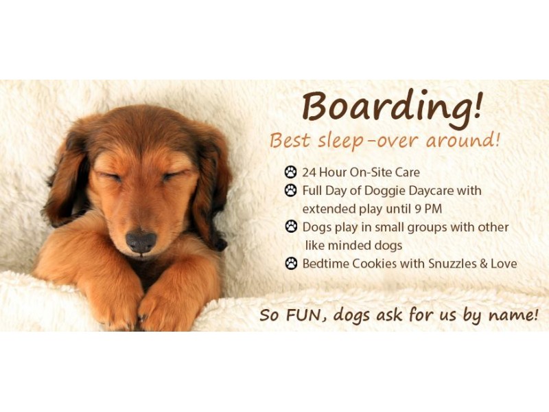 Holiday Boarding Services Woof Woof Doggie Daycare Salem, NH Patch