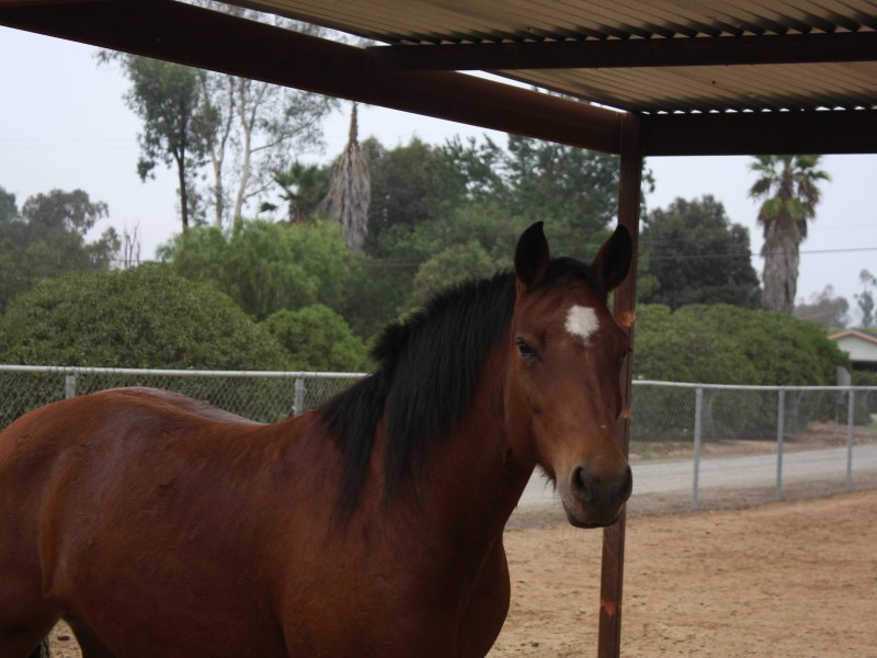 Horse Games You Can Play On Horseback 0 Horse Games You Can Play On Horseback 0