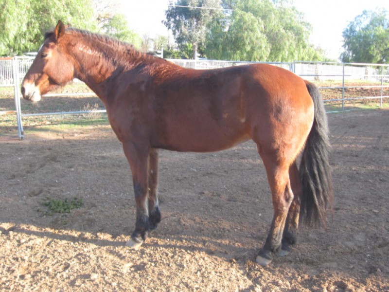 A Case of Hives Horrifies Horse Owner, but the Common Ailment Is Easy