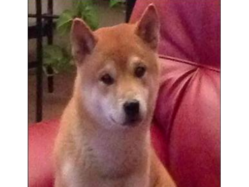 Missing Dog Reunited With Owners In Londonderry