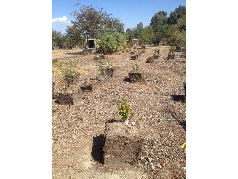 Performance Nursery Forced To Destroy 187 687 Worth Of Trees In Performance Nursery Forced To Destroy 187 687 Worth Of Trees In Moorpark