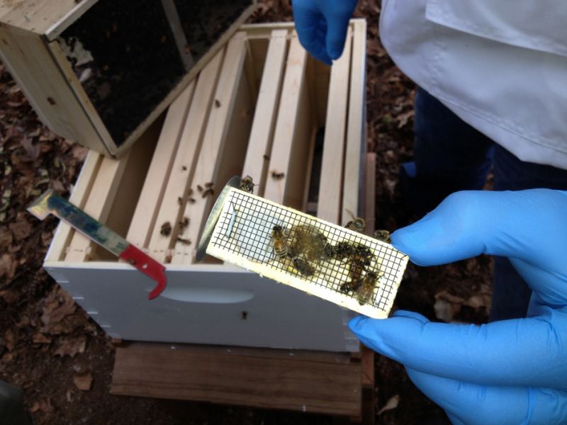 Learn How To Raise Your Own Honey Bees Westport, CT Patch