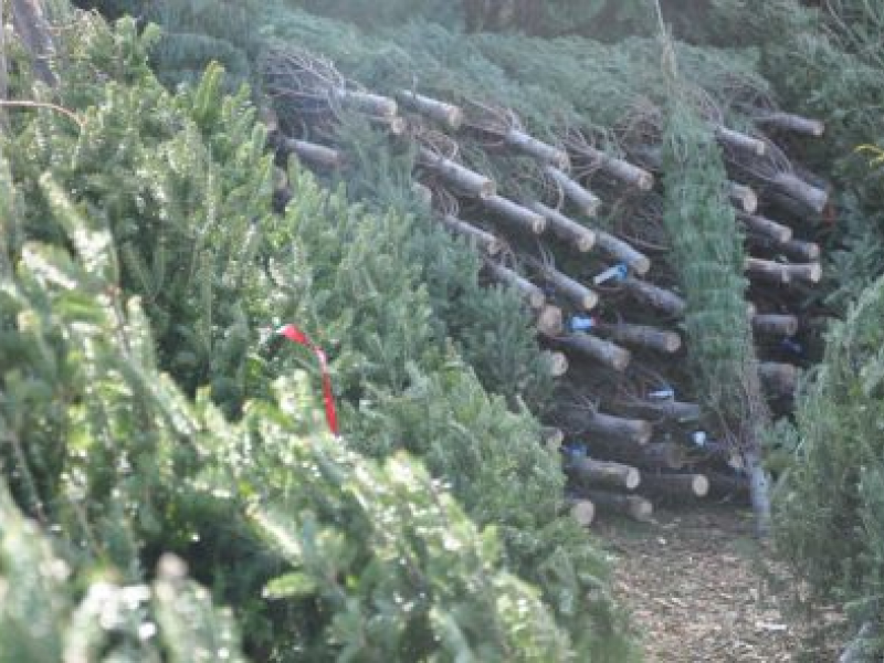 christmas tree farms in cobb county kennesaw ga patch christmas tree farms in cobb county kennesaw ga patch