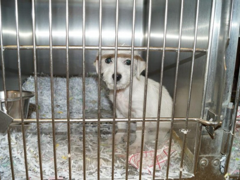 Pets Currently Available for Adoption at Barrow County