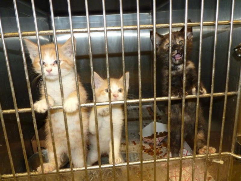 gwinnett county animal control gwinnett county animal control