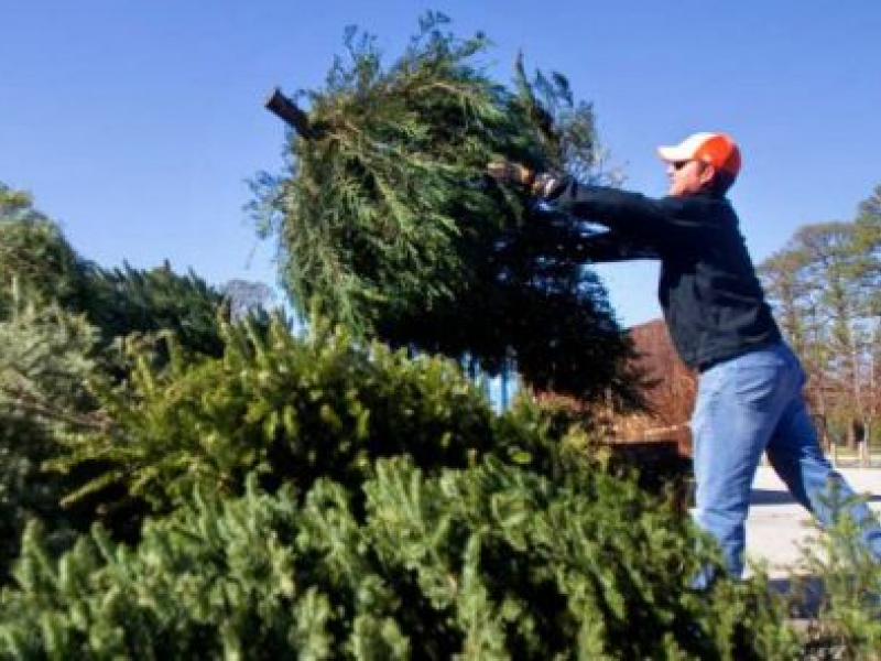 recycling christmas trees in anne arundel county odenton recycling christmas trees in anne arundel county odenton