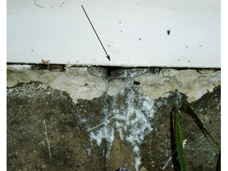 wasps nests rid nest siding dust inside walls yellow under getting michigan sevin hole jackets msu yellowjacket