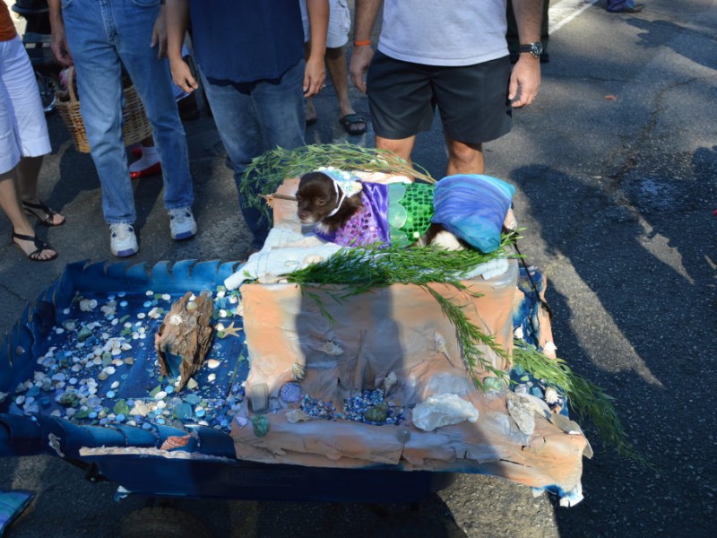 Halloween Dog Parade Charms Crowds Again Belmont Shore, CA Patch