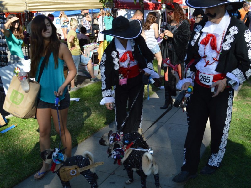 Halloween Dog Parade Charms Crowds Again Belmont Shore, CA Patch