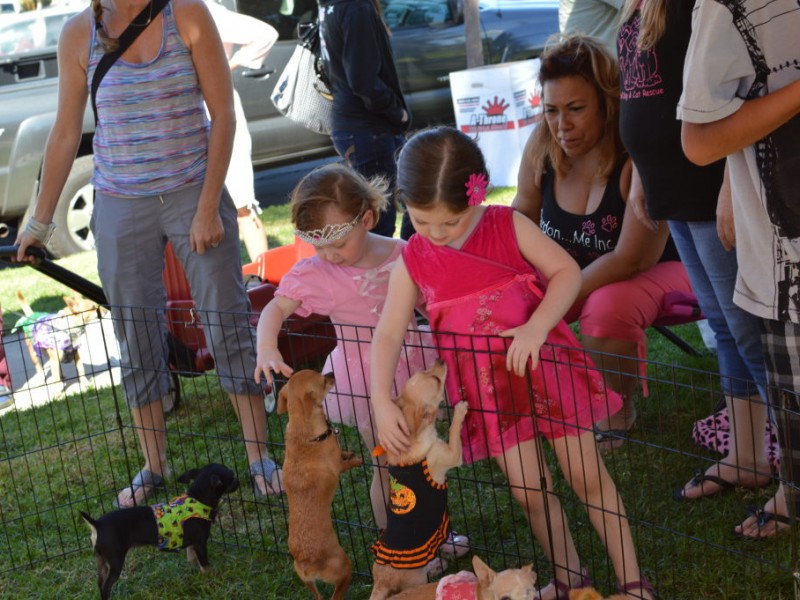 Halloween Dog Parade Charms Crowds Again Belmont Shore, CA Patch
