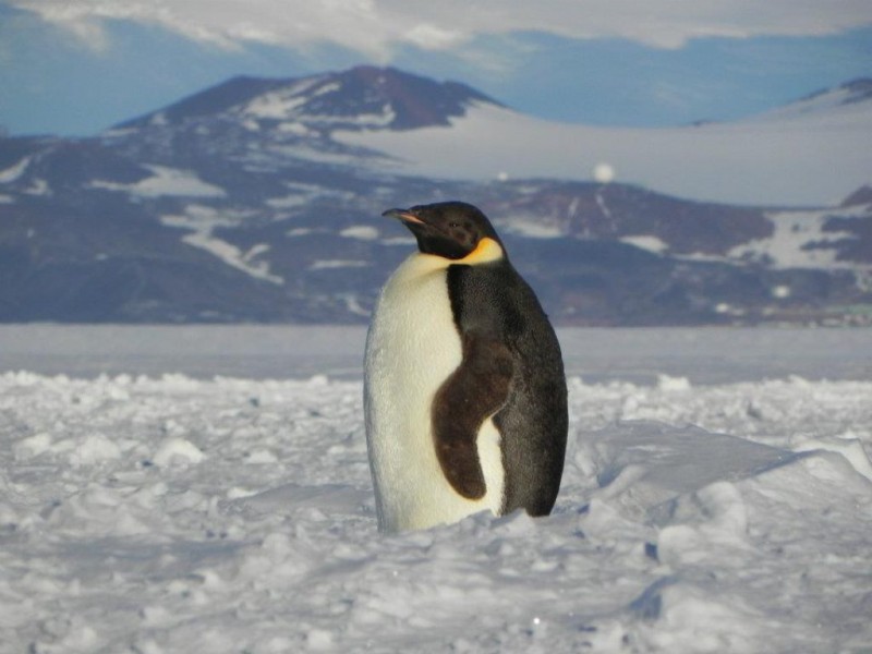 PHOTOS Penguin Wears Wetsuit to Swim Stonington, CT Patch