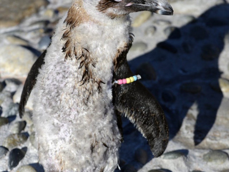 PHOTOS Penguin Wears Wetsuit to Swim Stonington, CT Patch