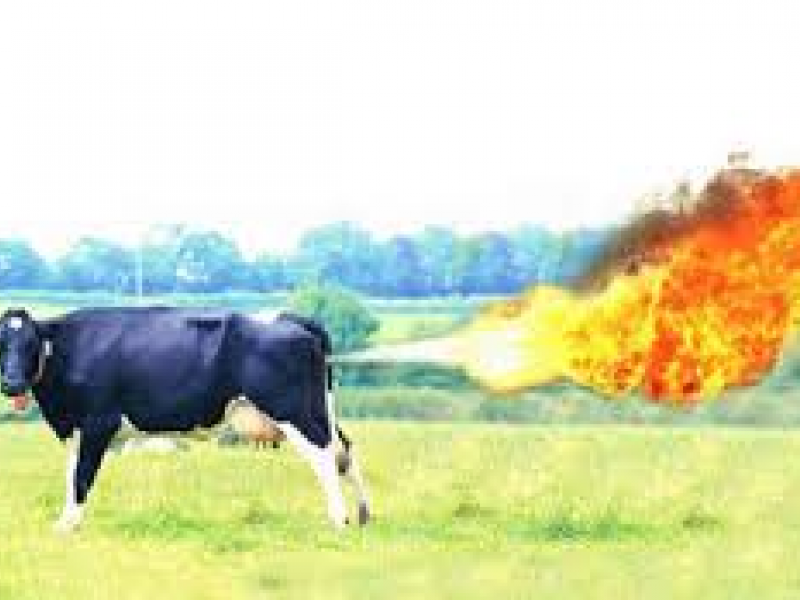 Cow Flatulence Blows Up Barn; OBAMA looks to Regulate Long Beach, NY