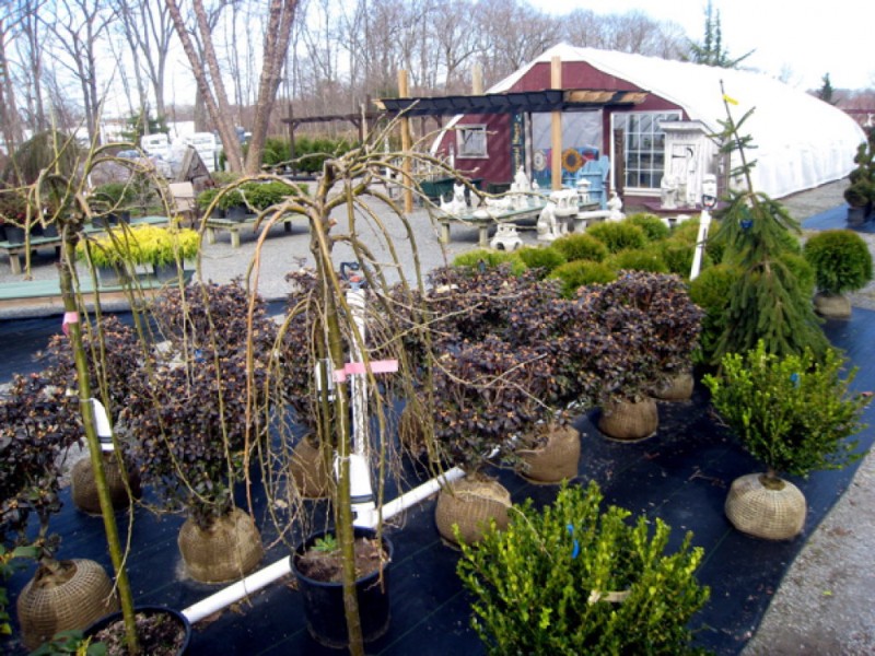 Garden Paradise At Little Tree Nursery Attleboro Ma Patch