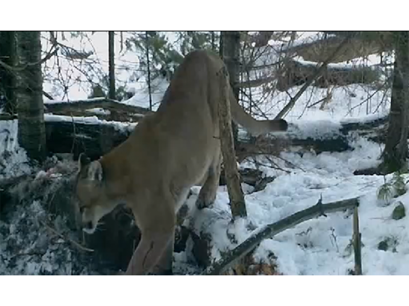 Watch: Wildlife Officials Confirm Endangered Cougar Sighting 