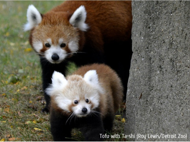 Cuteness Alert: Baby Red Panda Delights Detroit Zoo Visitors (GALLERY ...