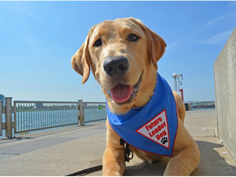 Leader Dog for the Blind Faces Critical Shortage of Volunteers