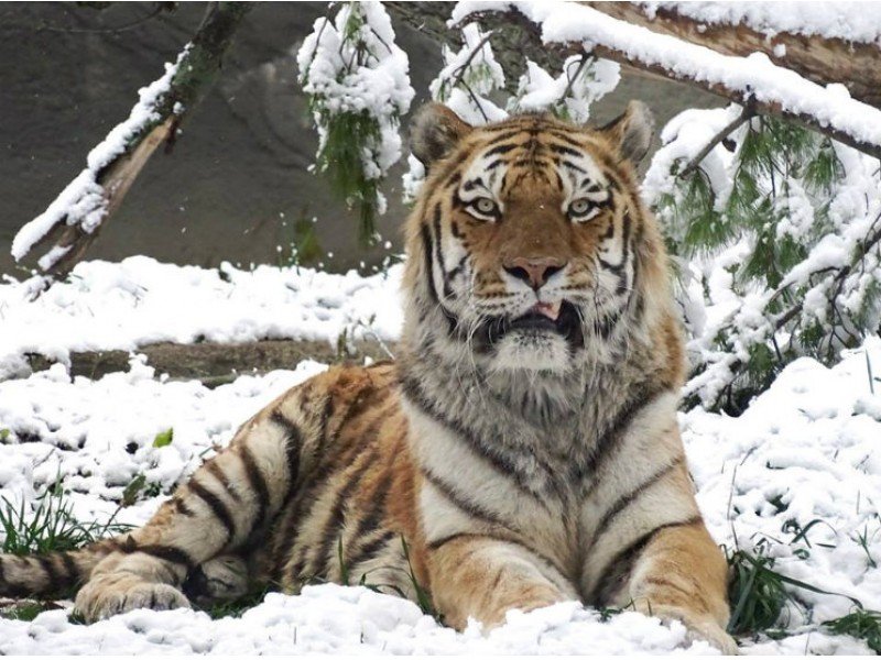 Wild Winter Weekend Saturday and Sunday at Detroit Zoo | Royal Oak, MI ...