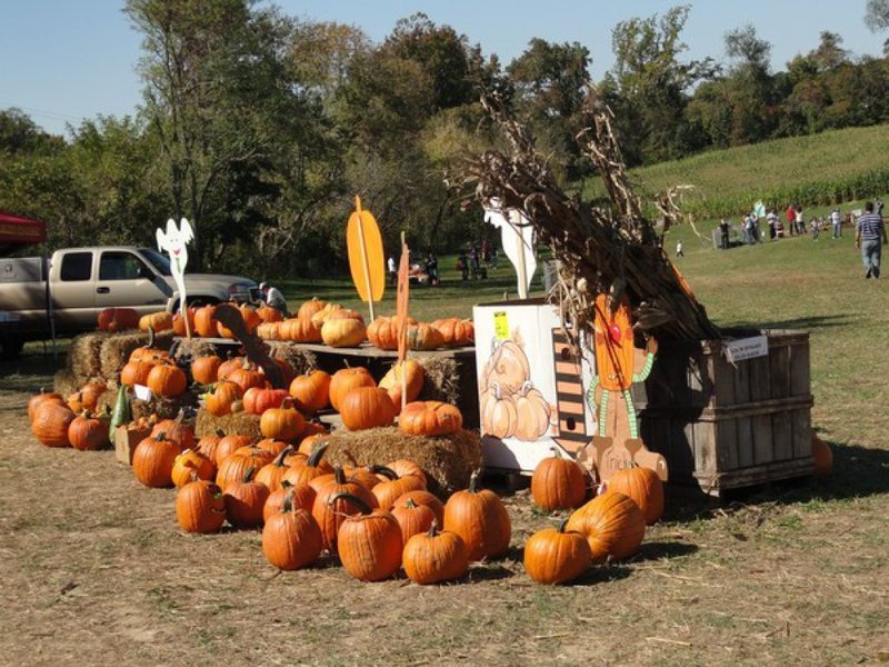 Pumpkins, Hayrides and Corn Mazes Bowie, MD Patch