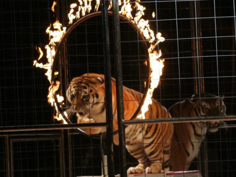 Moolah Shrine Circus Returns to Family Arena St. Charles, MO Patch