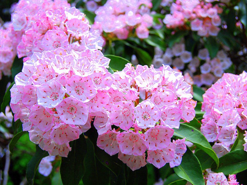 mountain-laurel-sanctuary-at-peek-bloom-tolland-ct-patch