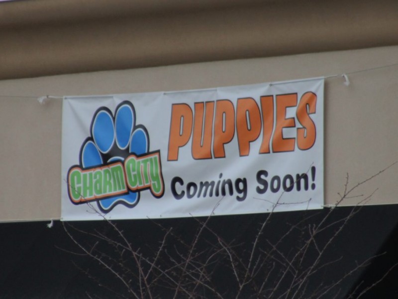 Pampered Pups For Sale 'Charm City Puppies' Live High on the Dog