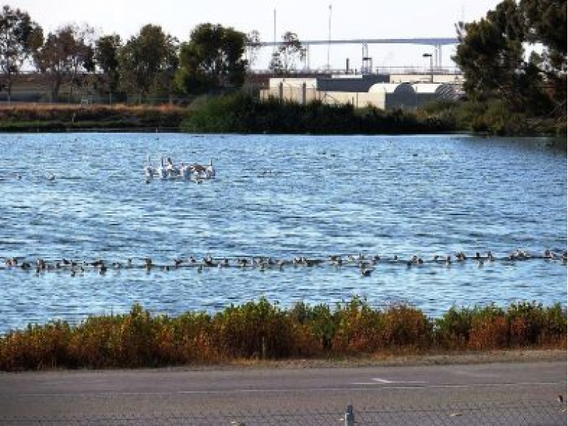Amgen Lab Explodes Ducks Are Dying In Redwood City Mom Turns In Purse Amgen Lab Explodes Ducks Are Dying In Redwood City Mom Turns In Purse