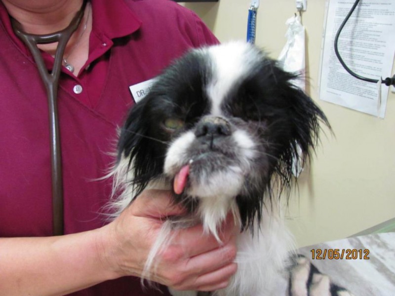 Alsip Nursery Linked To Puppy Mill In Humane Society Report Alsip Nursery Linked To Puppy Mill In Humane Society Report Frankfort Il Patch