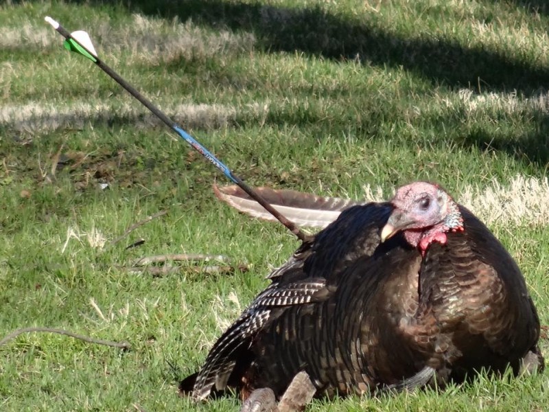Manhattan's Beloved Wild Turkey Dies after Shot with Arrow New Lenox