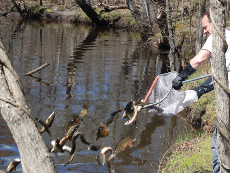 Toms River Metedeconk Stocked With Trout VIDEO Toms 