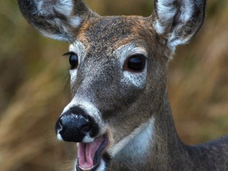 What To Do When You 'Run' Into a Deer on the Trails of Woodbury